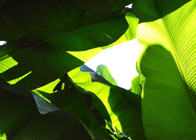 Palms