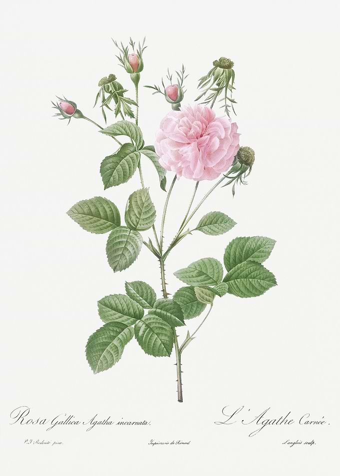 Pink Agatha Rose
