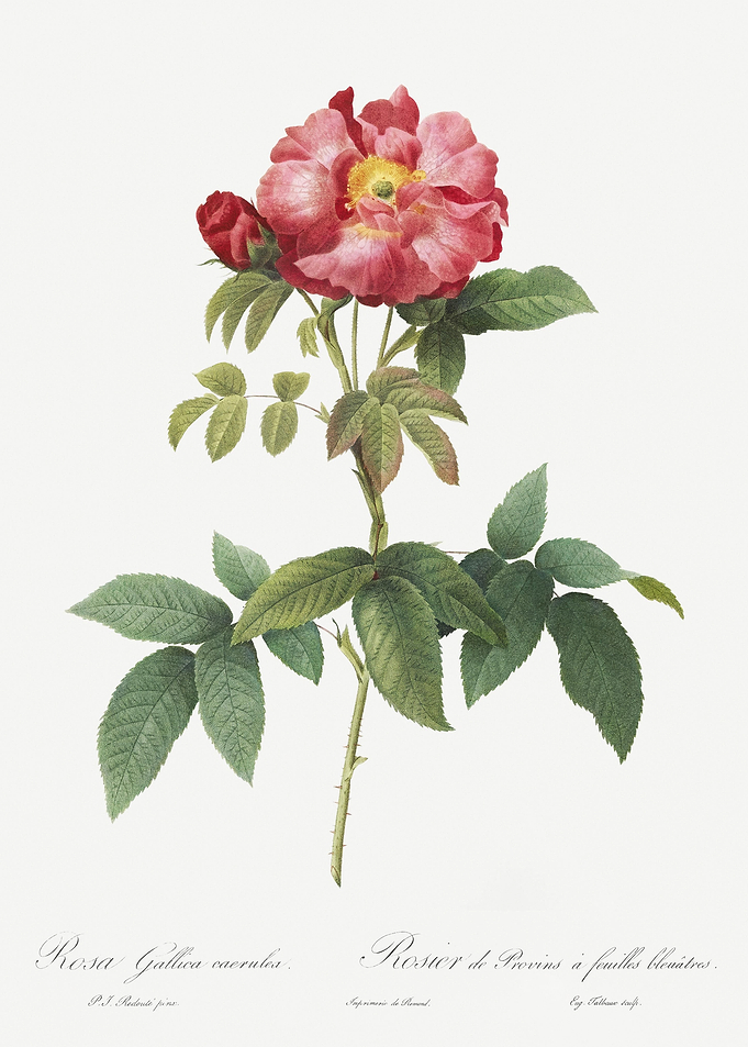 Pink Provins Rose