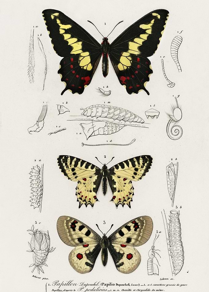 Different Types Of Butterf