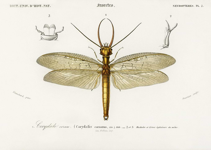 Eastern Dobsonfly Corydalu