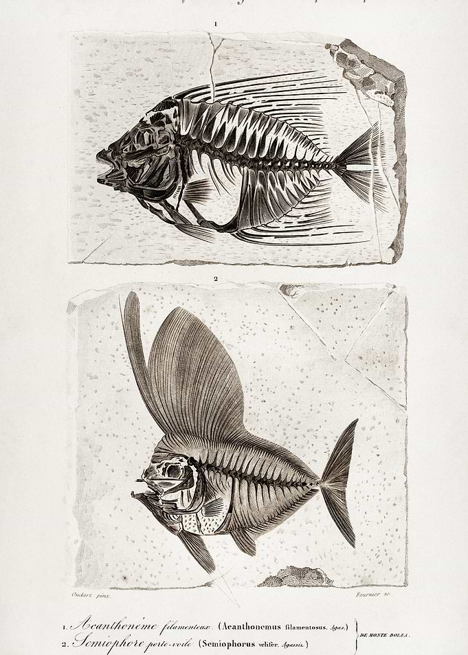 RayFinned Fish Acanthonemu