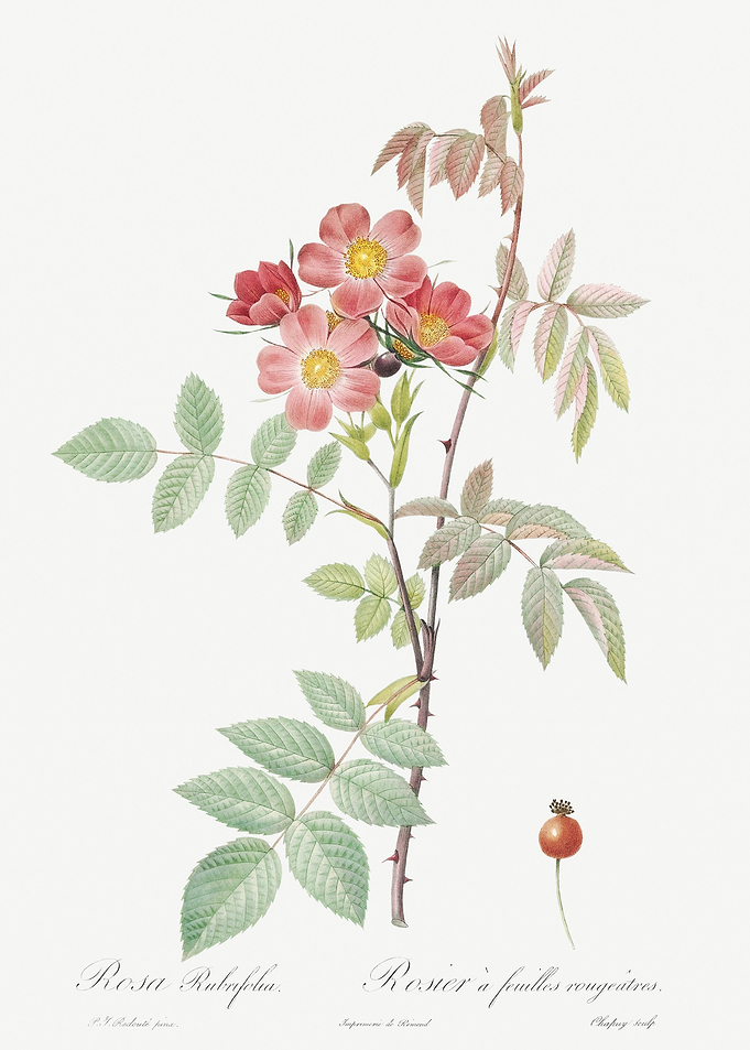 Vintage Rosa Glauca Poster