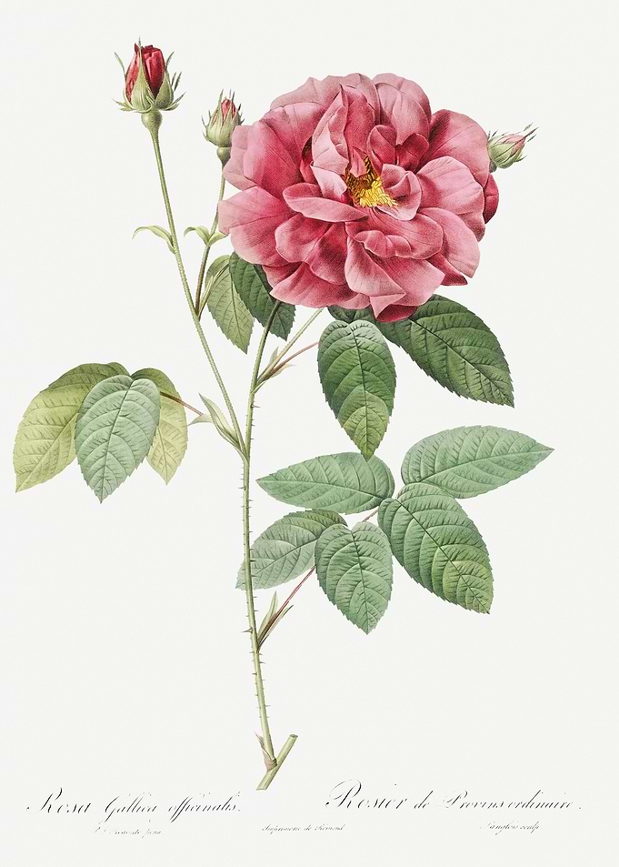 Vintage Rosa Gallica Poste