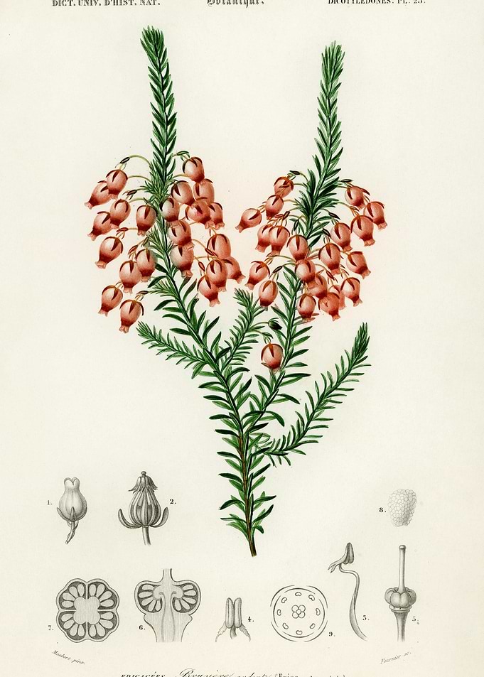 Erica Ardens Illustrated B