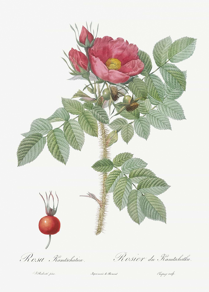 Vintage Kamtschatka Rose P