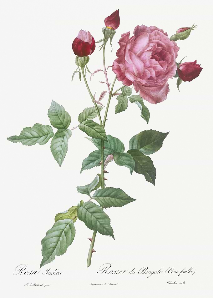 Blooming Pink Cabbage Rose