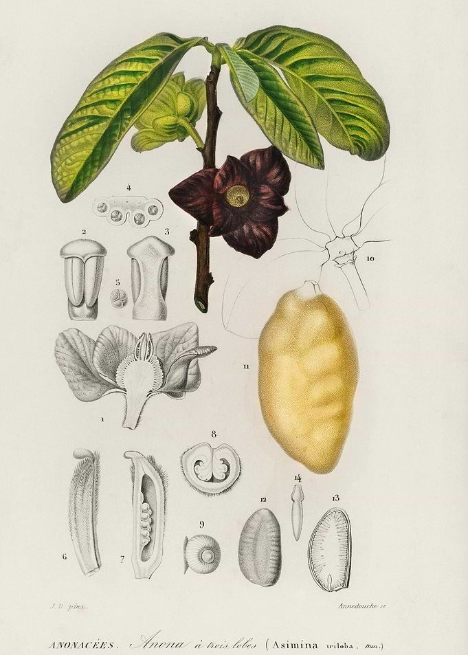 Asimina Triloba Illustrate