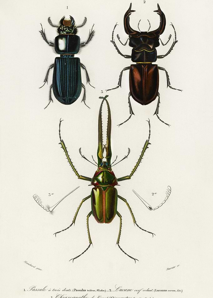 Different Types Of Beetles