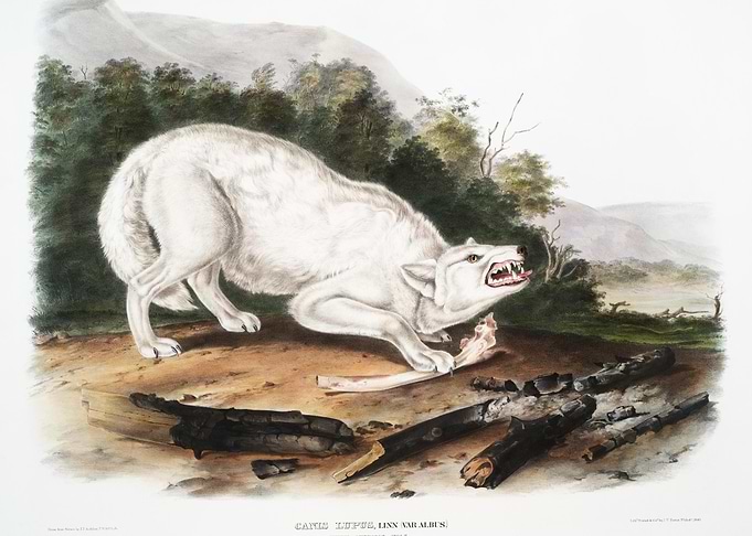 White American Wolf Canis