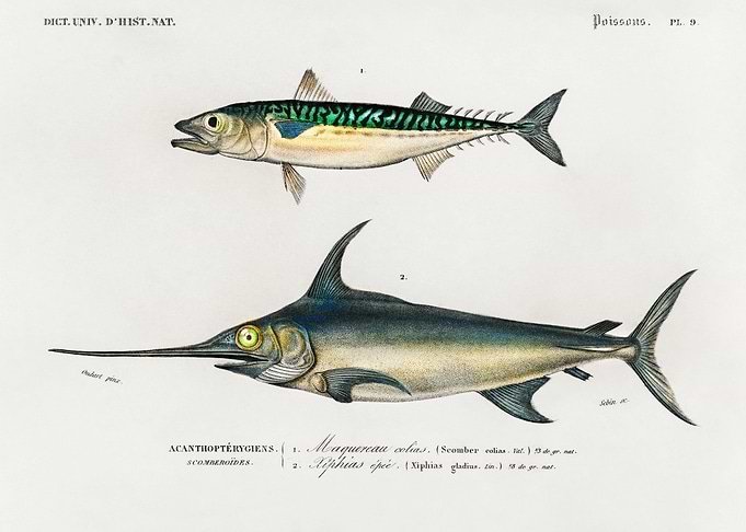 Vintage Fish Poster