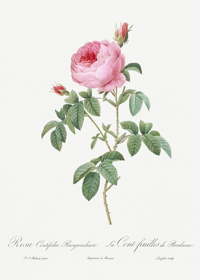 Provence Rose In Bloom
