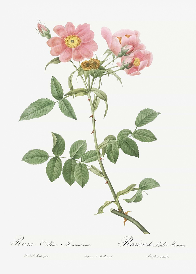 Lady Monson Rose In Bloom