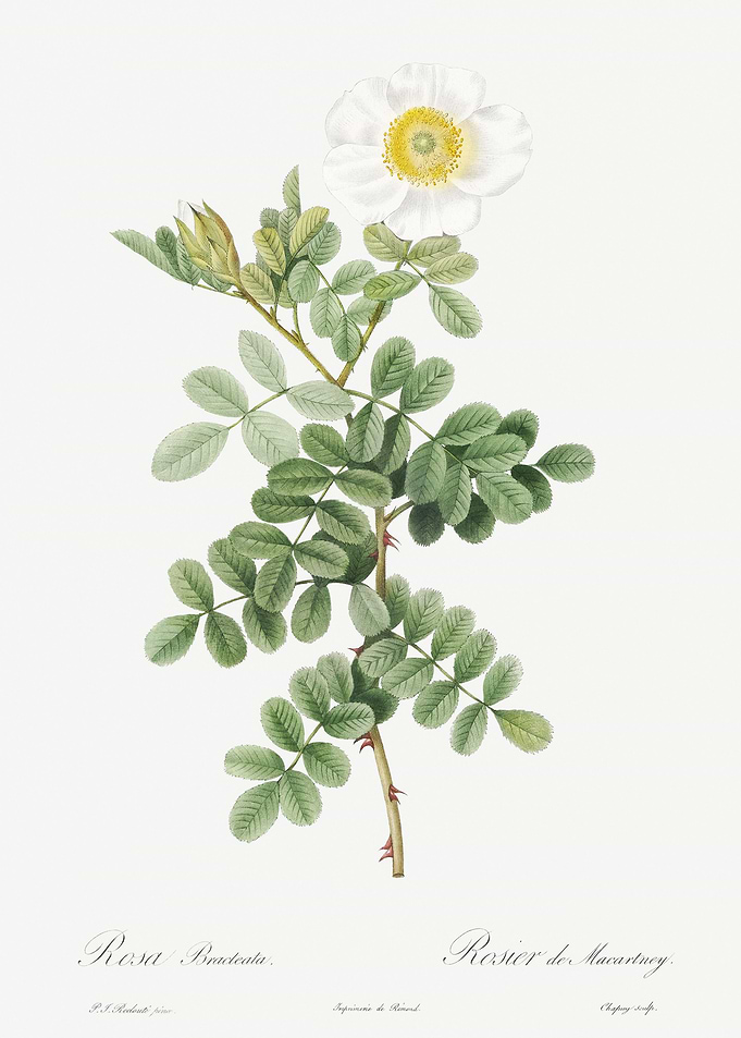 Macartney Rose Drawing