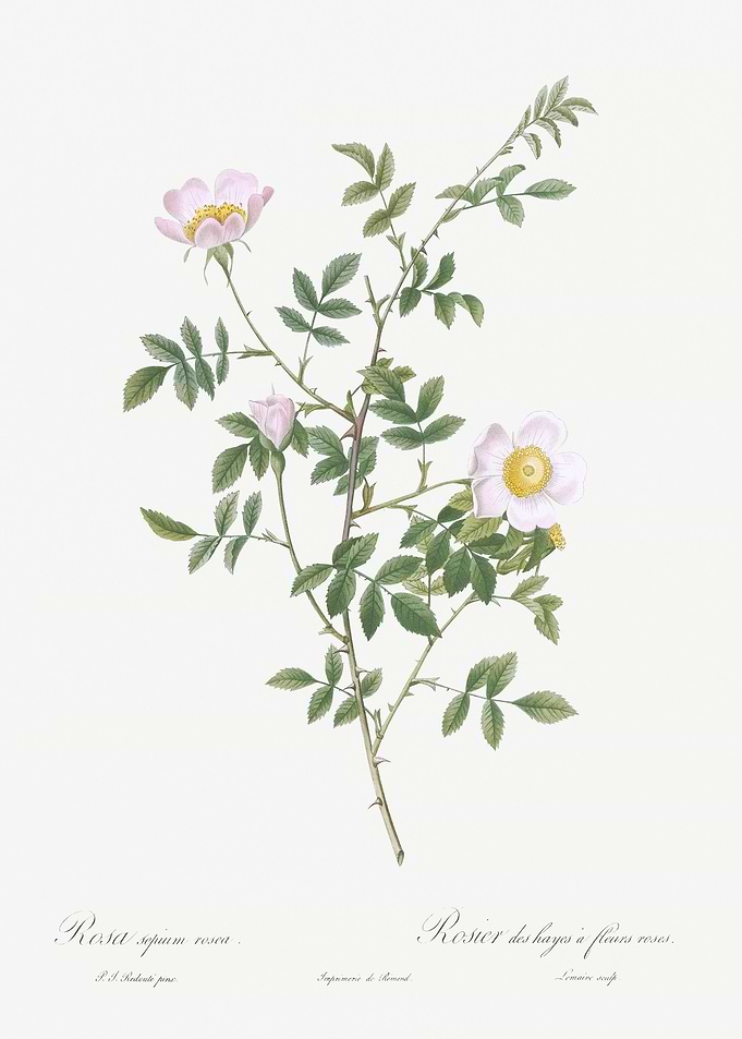 Pink Hedge Rose In Bloom