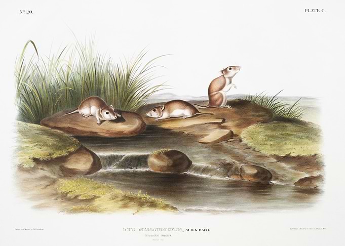 Missouri Mouse Mus Missour