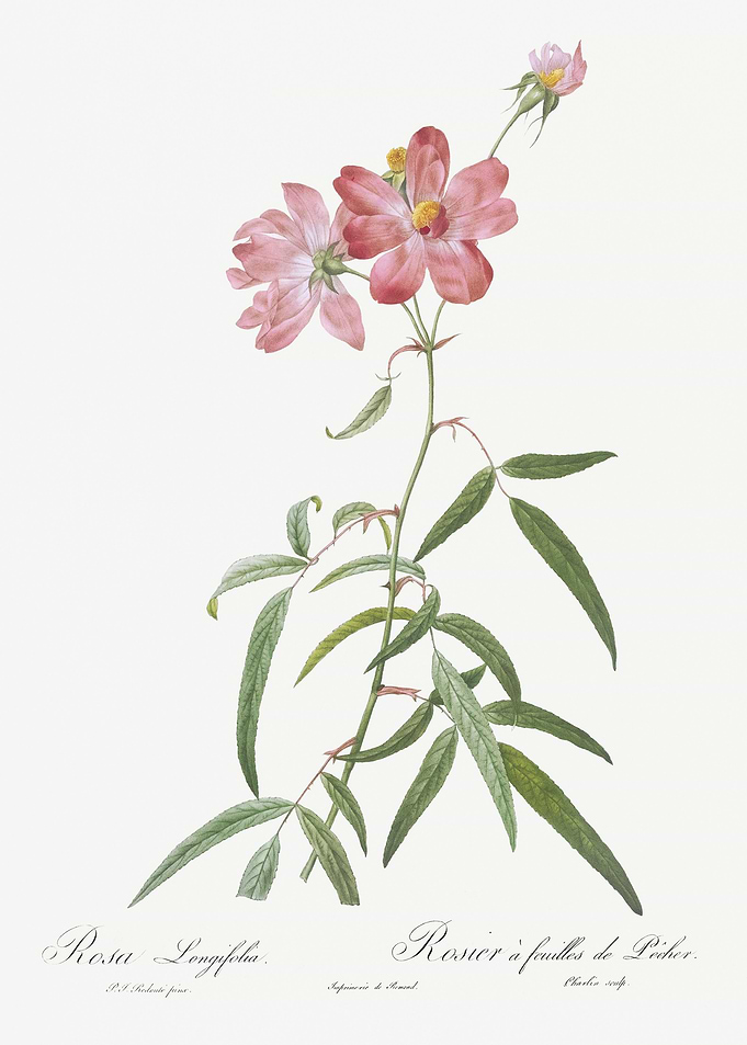 Blooming Pink Roses