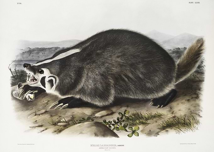 American Badger Meles Labr