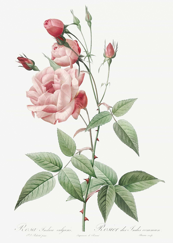 Vintage Pink Rose Drawing
