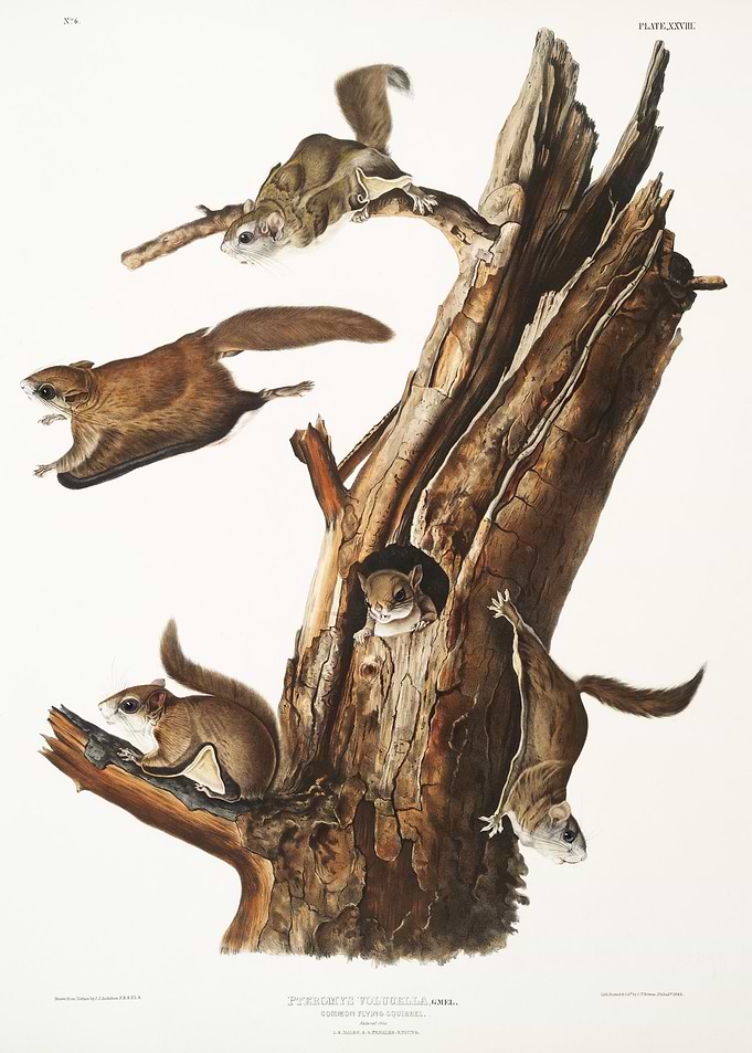 Flying Squirrel Pteromys V