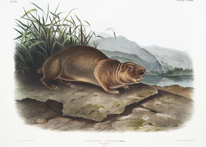 Sewellel Aplodontia Lepori
