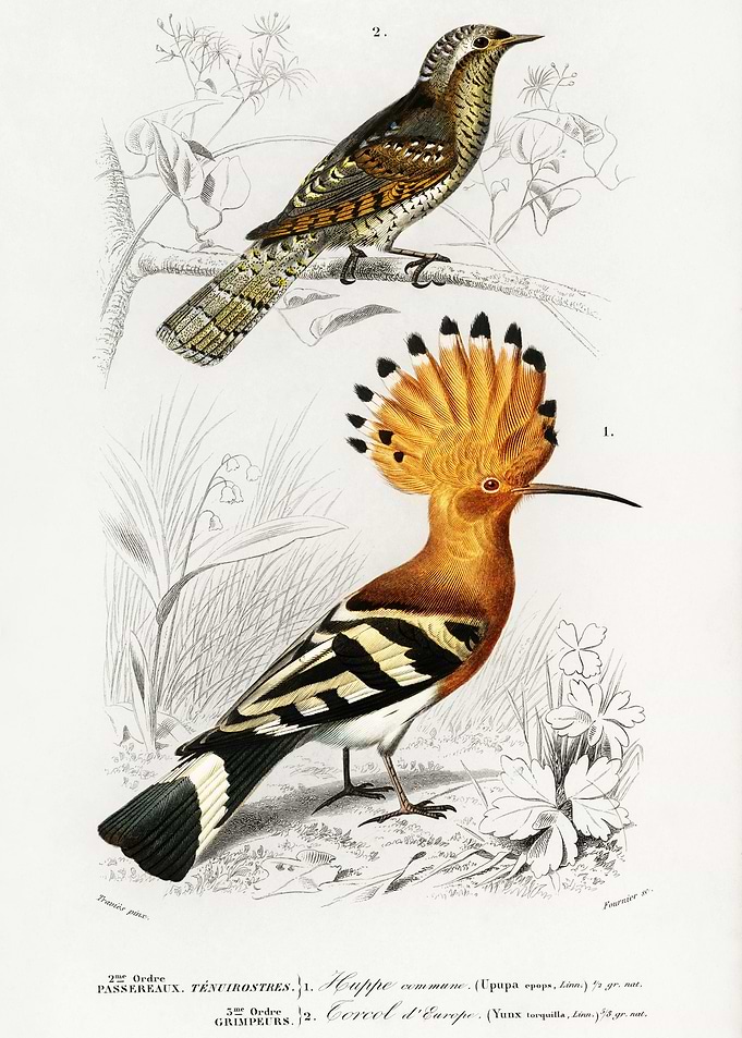 Different Types Of Birds I
