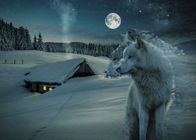 Lobo