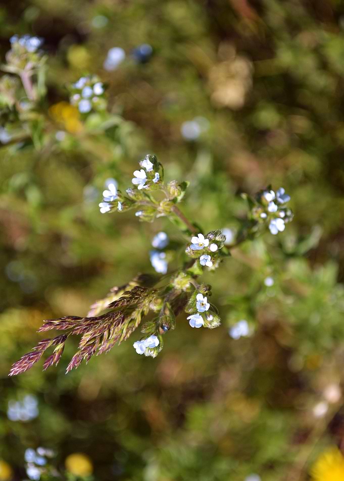 Flower 16