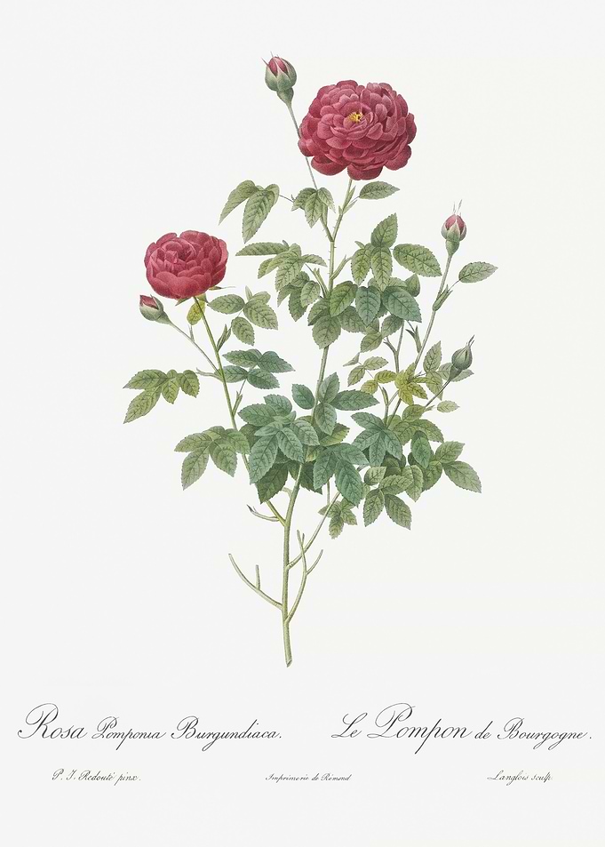 Burgundy Cabbage Rose In B
