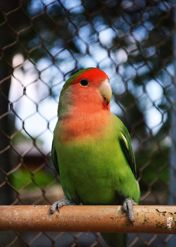 Parrot 1