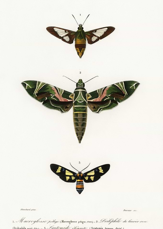 Different Types Of Moths I
