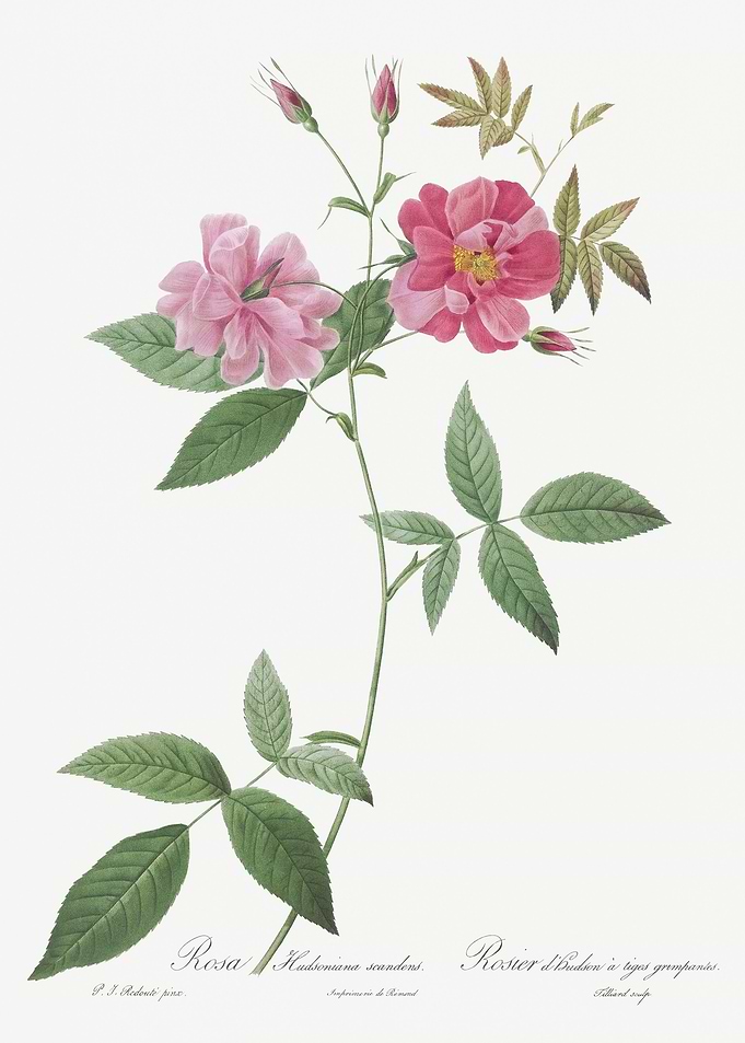 Blooming Hudson Rose