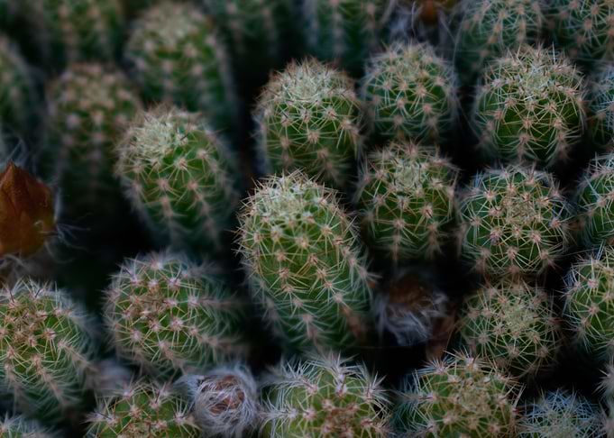 Cactus