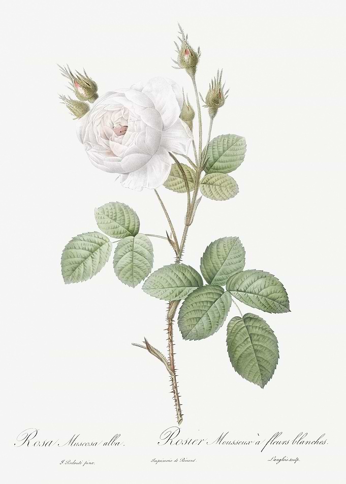 White Misty Rose