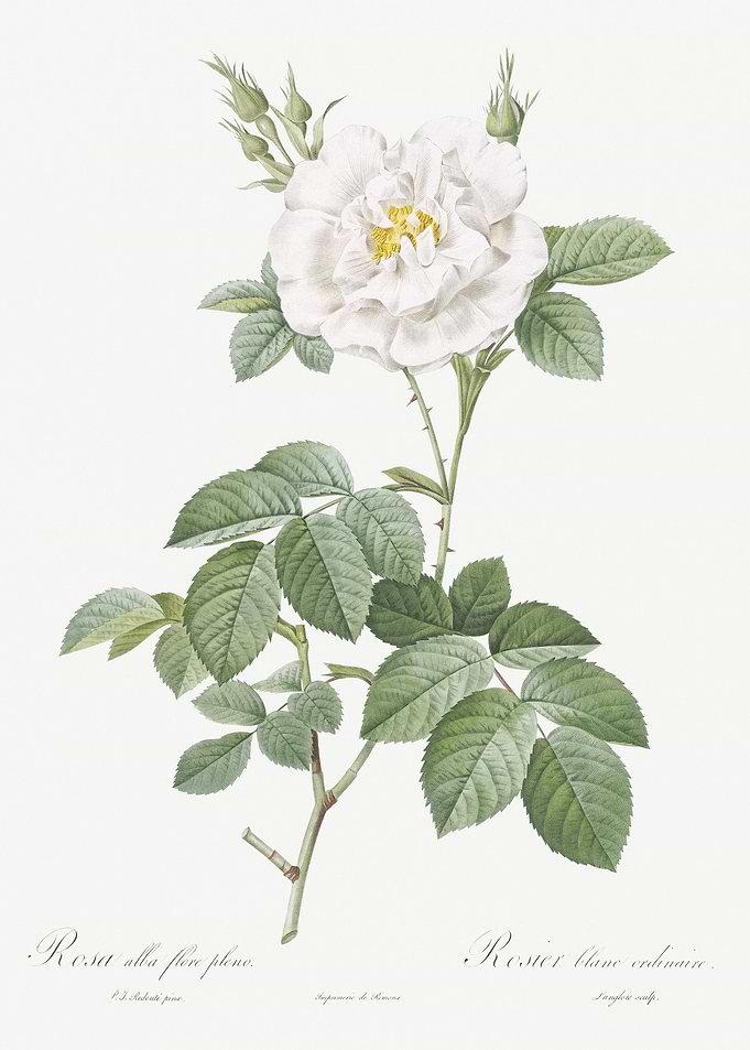 Blooming White Rose