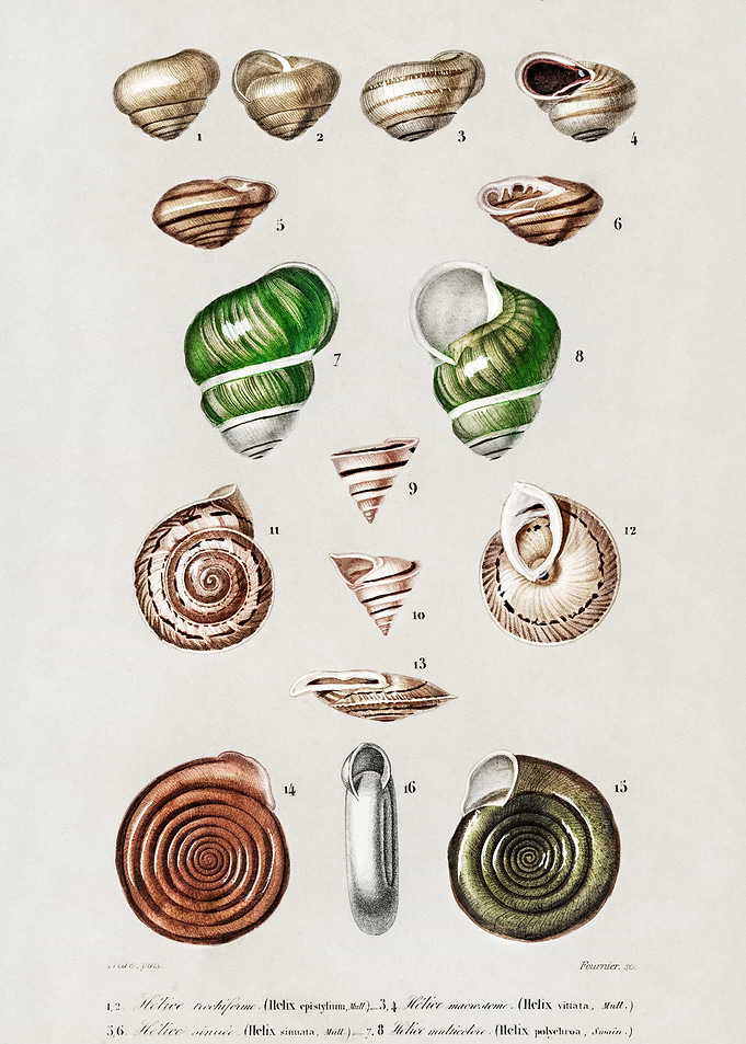Different Types Of Mollusk