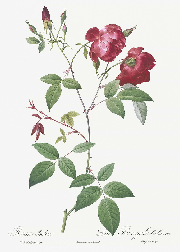 Velvet China Rose In Bloom
