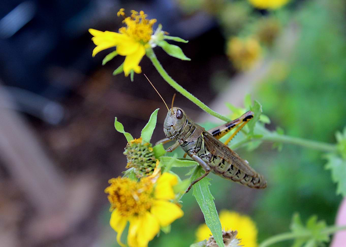 Locust 1