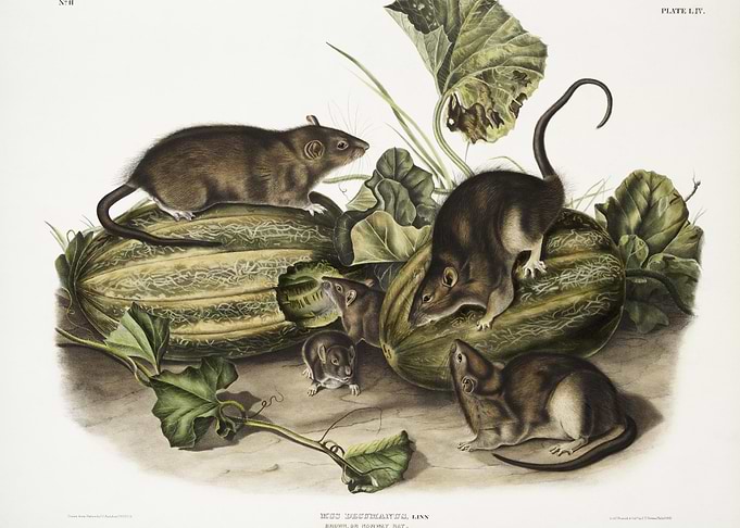 Brown Rat Or Norway Rat Mu