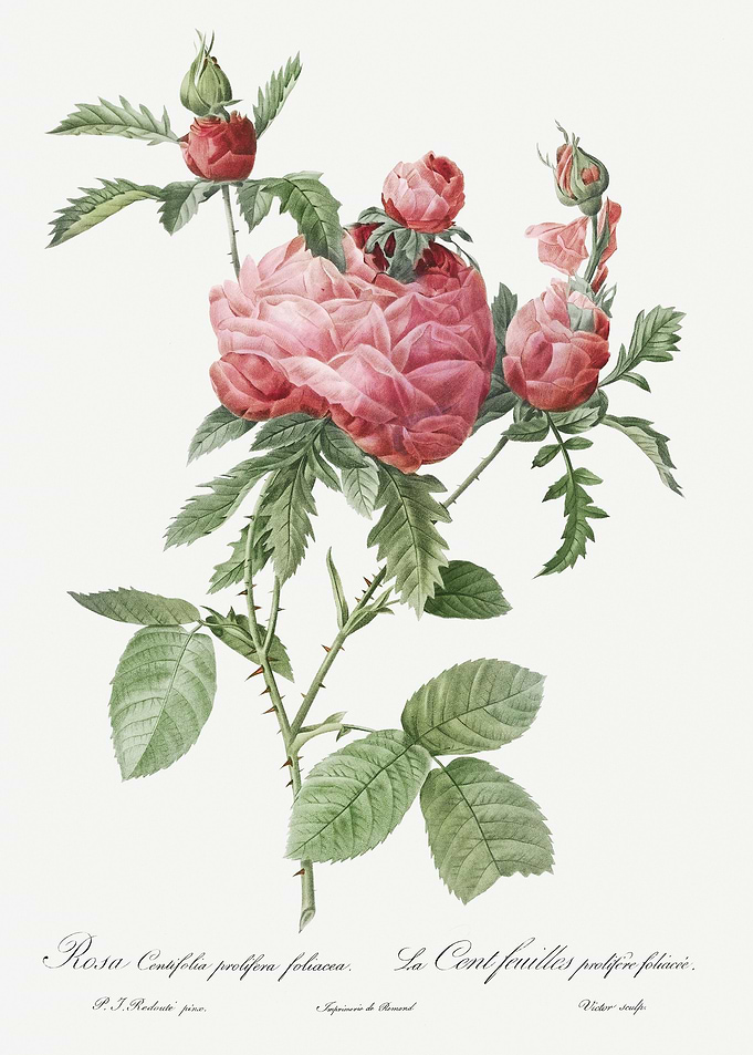 Vintage Cabbage Rose Drawi