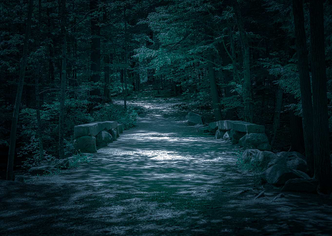 Dark Woods