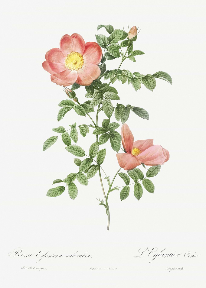 Red Sweetbriar Rose