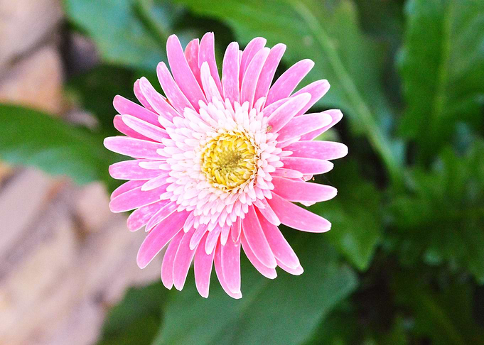 Flower 5