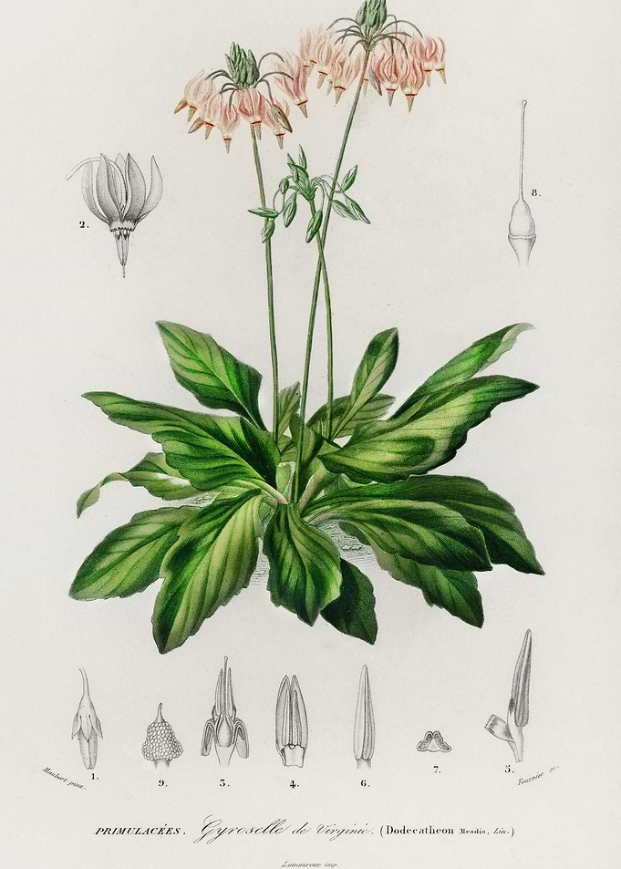 Dodecatheon Meadia Illustr