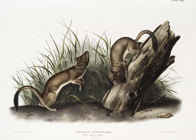 White Weasel Stoat Puttori