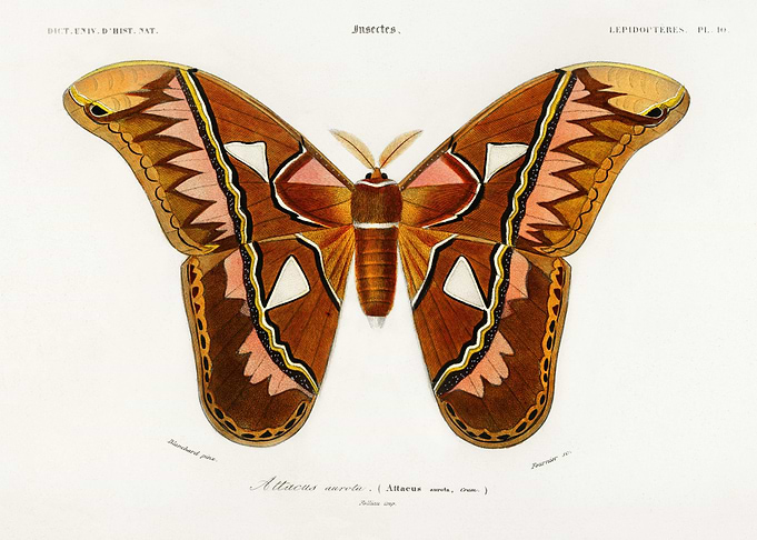 Attacus Atlas Moth Attacus
