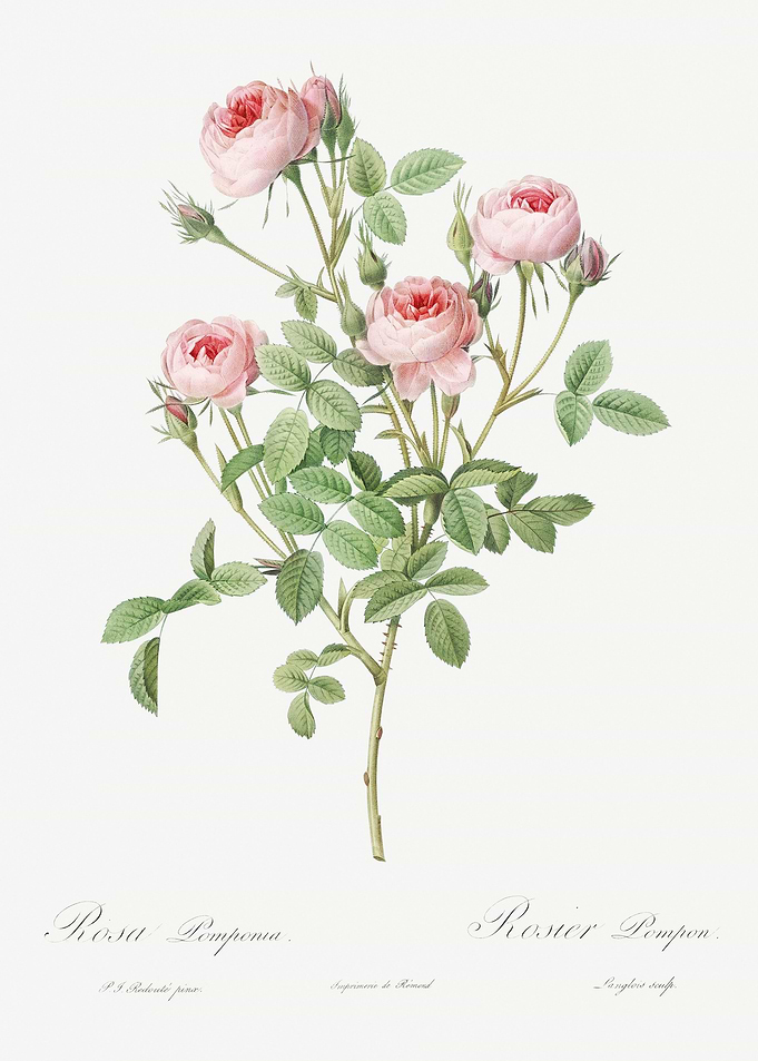 Blooming Pink Rosebush