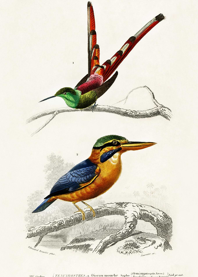 Different Types Of Birds I