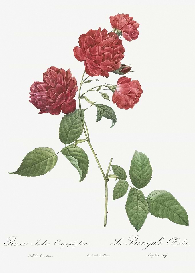 Red Cabbage Rose In Bloom