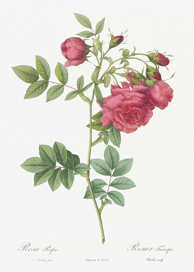 Vintage Turnip Rose Poster